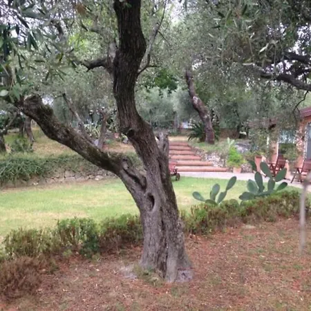 Tra Gli Ulivi * Lerici
